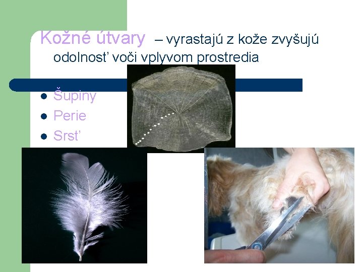 Kožné útvary – vyrastajú z kože zvyšujú odolnosť voči vplyvom prostredia l l l