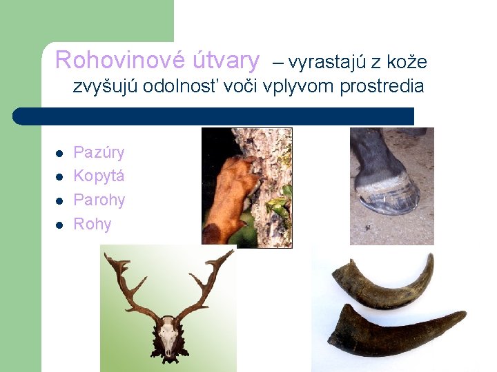 Rohovinové útvary – vyrastajú z kože zvyšujú odolnosť voči vplyvom prostredia l l Pazúry