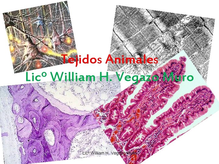 Tejidos Animales Licº William H. Vegazo Muro 