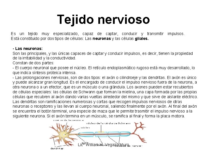 Tejido nervioso Es un tejido muy especializado, capaz de captar, conducir y transmitir impulsos.