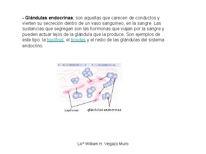 - Glándulas endocrinas, son aquellas que carecen de conductos y vierten su secreción dentro