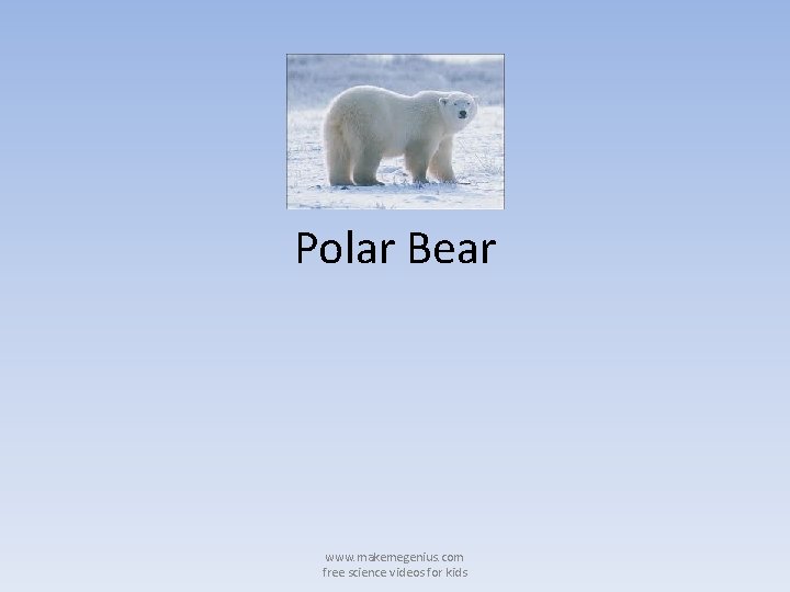 Polar Bear www. makemegenius. com free science videos for kids 
