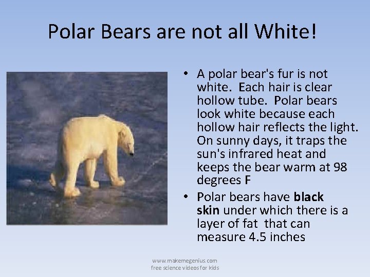 Polar Bears are not all White! • A polar bear's fur is not white.