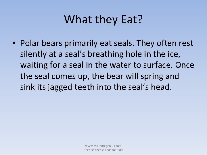 What they Eat? • Polar bears primarily eat seals. They often rest silently at