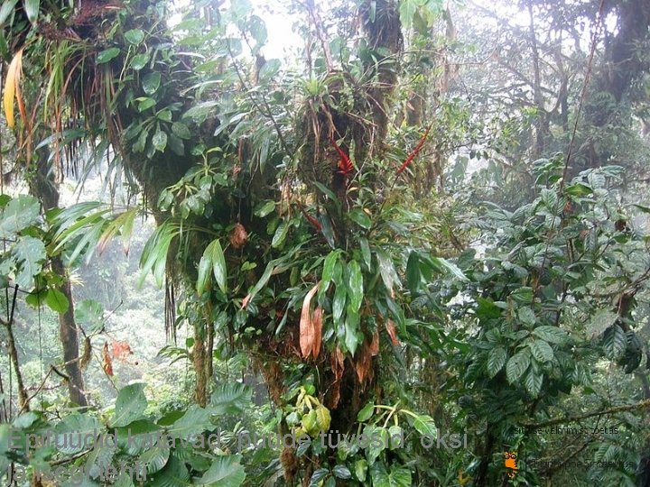 Epifüüdid katavad puude tüvesid, oksi ja isegi lehti. Epifüüdid katavad puude tüvesid, oksi ja isegi lehti.