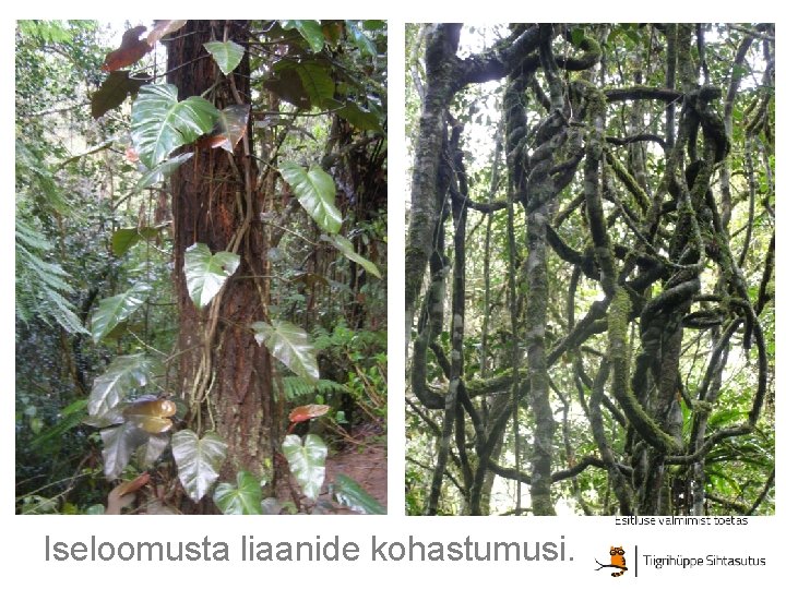 Iseloomusta liaanide kohastumusi. Iseloomusta liaanide kohastumusi.