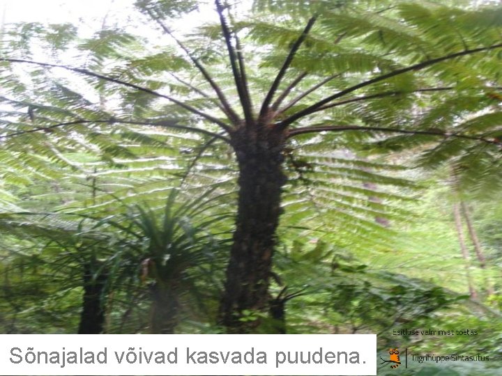 Sõnajalad võivad kasvada puudena. Sõnajalad võivad kasvada puudena.