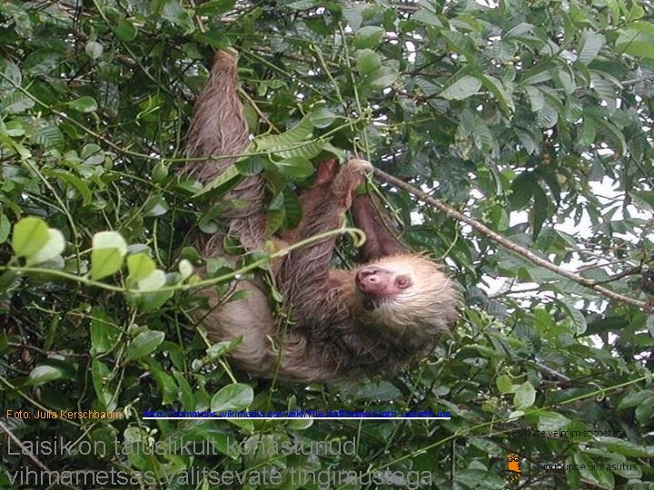 Foto: Julia Kerschbaum http: //commons. wikimedia. org/wiki/File: Hoffmann-Sloth_upright. jpg Laisik on täiuslikult kohastunud vihmametsas Foto: Julia Kerschbaum http: //commons. wikimedia. org/wiki/File: Hoffmann-Sloth_upright. jpg Laisik on täiuslikult kohastunud vihmametsas