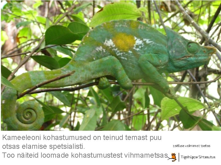 Kameeleoni kohastumused on teinud temast puu otsas elamise spetsialisti. Too näiteid loomade kohastumustest vihmametsas. Kameeleoni kohastumused on teinud temast puu otsas elamise spetsialisti. Too näiteid loomade kohastumustest vihmametsas.