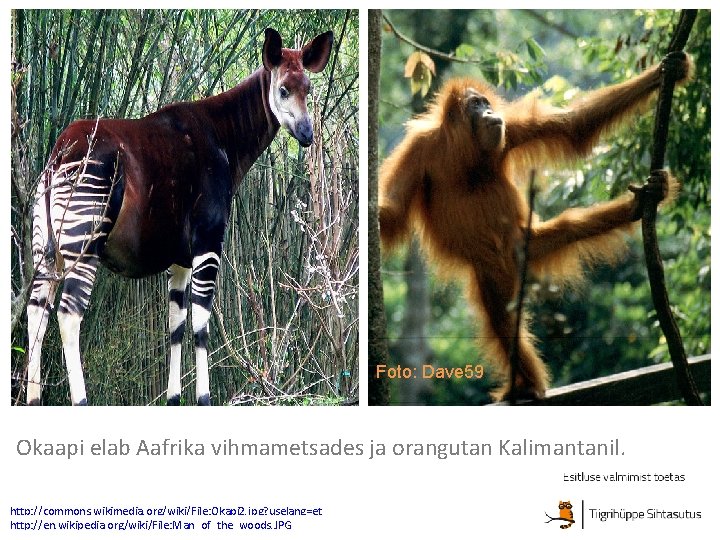 Foto: Dave 59 Okaapi elab Aafrika vihmametsades ja orangutan Kalimantanil. http: //commons. wikimedia. org/wiki/File: Foto: Dave 59 Okaapi elab Aafrika vihmametsades ja orangutan Kalimantanil. http: //commons. wikimedia. org/wiki/File: