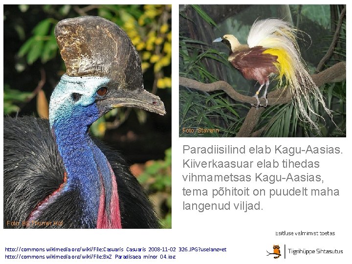 Foto: Stavenn Paradiisilind elab Kagu-Aasias. Kiiverkaasuar elab tihedas vihmametsas Kagu-Aasias, tema põhitoit on puudelt Foto: Stavenn Paradiisilind elab Kagu-Aasias. Kiiverkaasuar elab tihedas vihmametsas Kagu-Aasias, tema põhitoit on puudelt