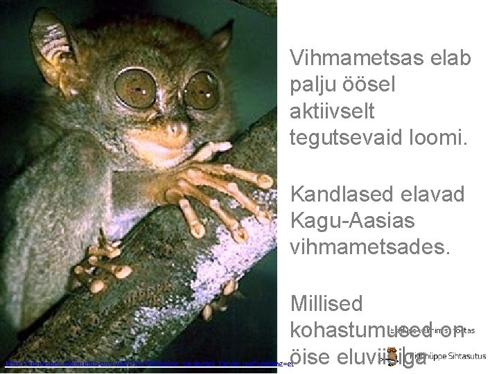 Vihmametsas elab palju öösel aktiivselt tegutsevaid loomi. Kandlased elavad Kagu-Aasias vihmametsades. Millised kohastumused on Vihmametsas elab palju öösel aktiivselt tegutsevaid loomi. Kandlased elavad Kagu-Aasias vihmametsades. Millised kohastumused on