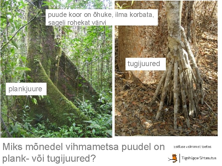 puude koor on õhuke, ilma korbata, sageli rohekat värvi tugijuured plankjuure d Miks mõnedel puude koor on õhuke, ilma korbata, sageli rohekat värvi tugijuured plankjuure d Miks mõnedel