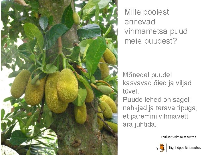 Mille poolest erinevad vihmametsa puud meie puudest? Mõnedel puudel kasvavad õied ja viljad tüvel. Mille poolest erinevad vihmametsa puud meie puudest? Mõnedel puudel kasvavad õied ja viljad tüvel.