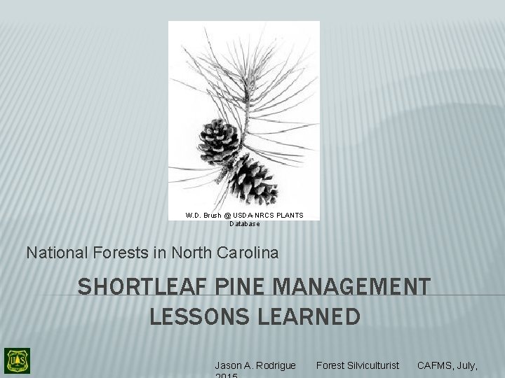 W. D. Brush @ USDA-NRCS PLANTS Database National Forests in North Carolina SHORTLEAF PINE