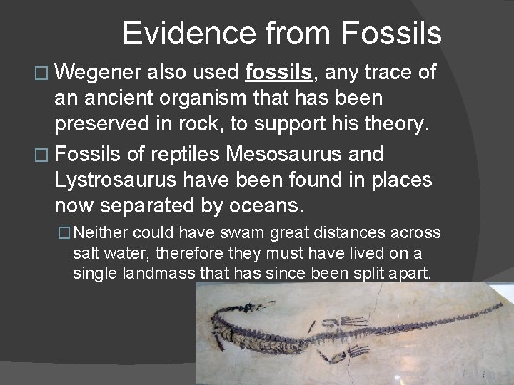 Evidence from Fossils � Wegener also used fossils, any trace of an ancient organism