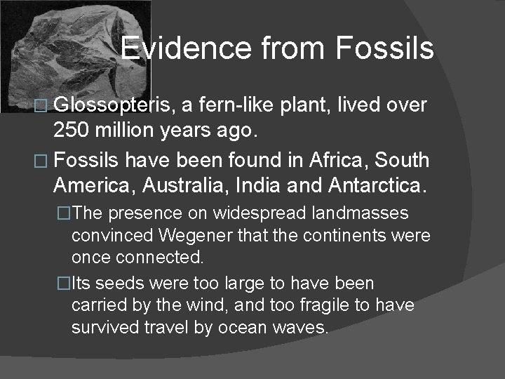 Evidence from Fossils � Glossopteris, a fern-like plant, lived over 250 million years ago.