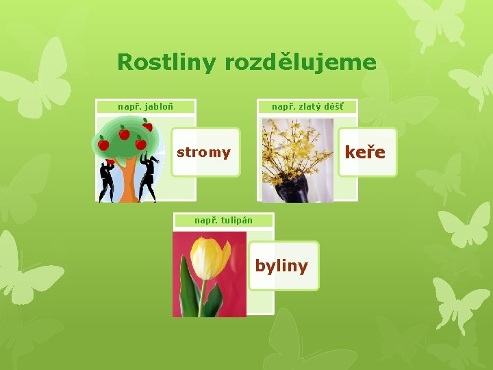 Rostliny rozdělujeme např. jabloň např. zlatý déšť keře stromy např. tulipán byliny 