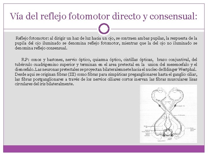 Vía del reflejo fotomotor directo y consensual: Reflejo fotomotor: al dirigir un haz de