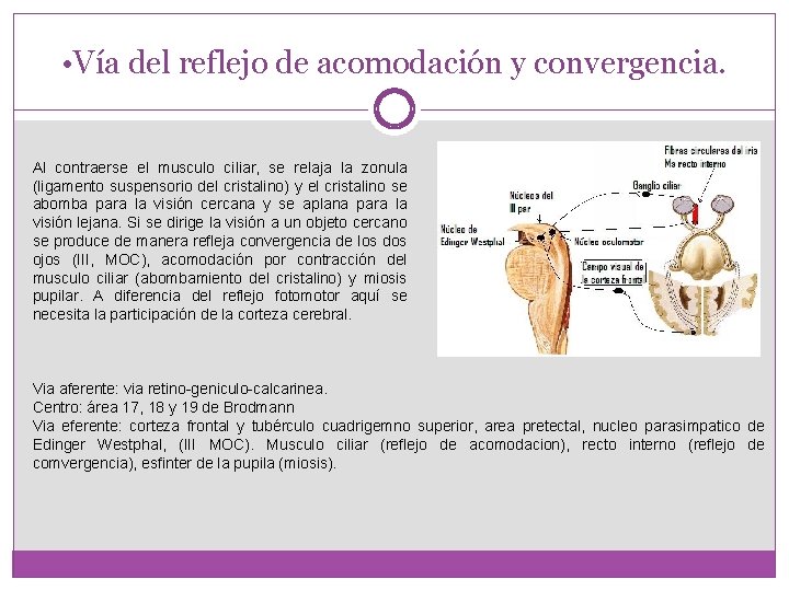  • Vía del reflejo de acomodación y convergencia. Al contraerse el musculo ciliar,