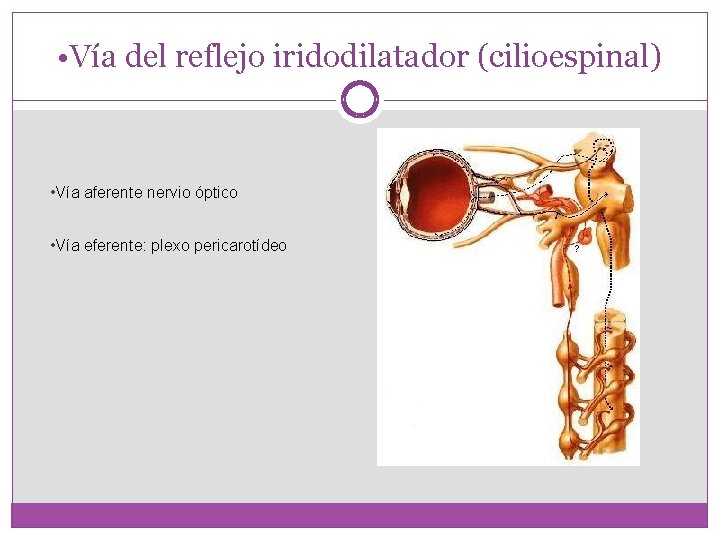  • Vía del reflejo iridodilatador (cilioespinal) • Vía aferente nervio óptico • Vía