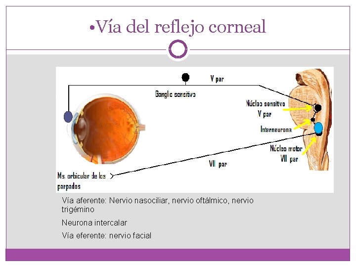  • Vía del reflejo corneal Vía aferente: Nervio nasociliar, nervio oftálmico, nervio trigémino