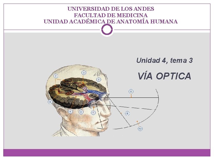UNIVERSIDAD DE LOS ANDES FACULTAD DE MEDICINA UNIDAD ACADÉMICA DE ANATOMÍA HUMANA Unidad 4,