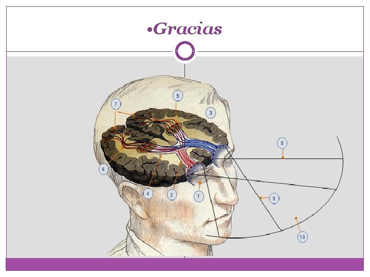  • Gracias 