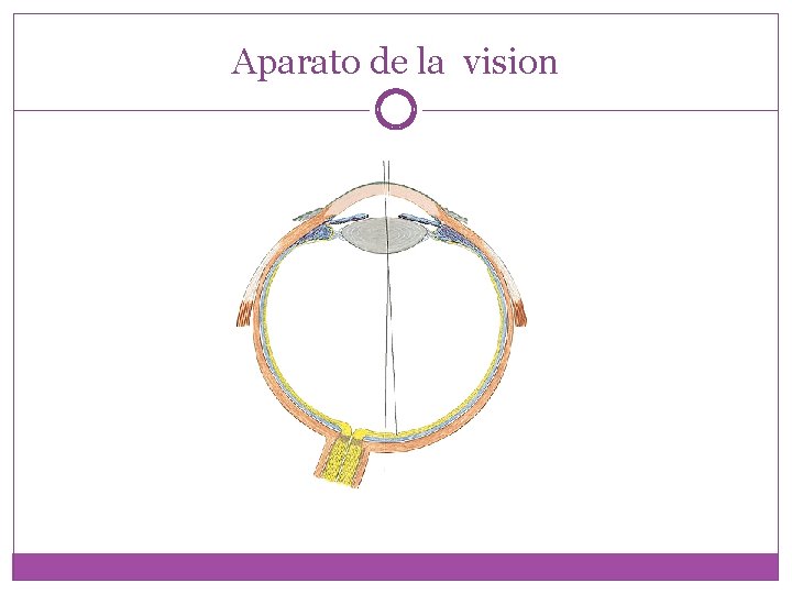 Aparato de la vision 