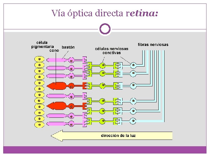 Vía óptica directa retina: 