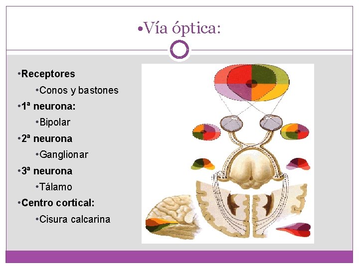  • Vía óptica: • Receptores • Conos y bastones • 1ª neurona: •