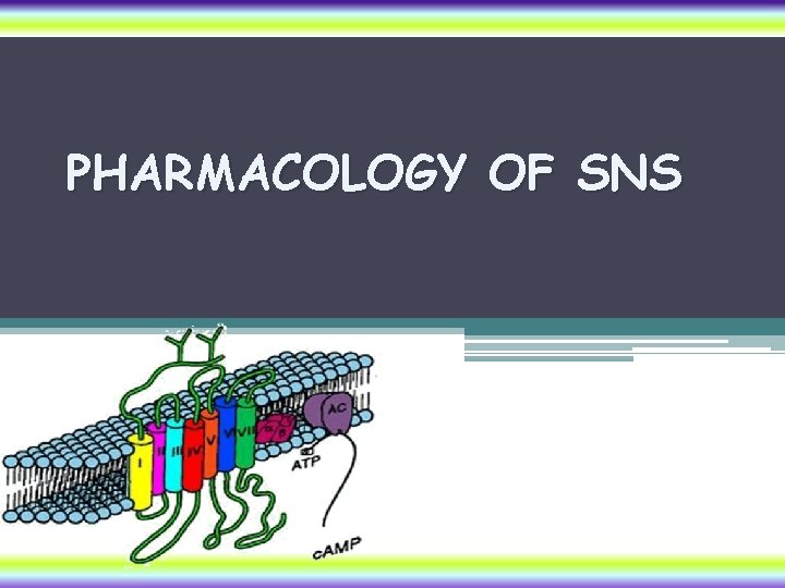 PHARMACOLOGY OF SNS 