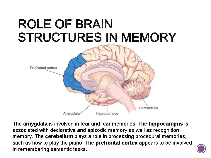 The amygdala is involved in fear and fear memories. The hippocampus is associated with