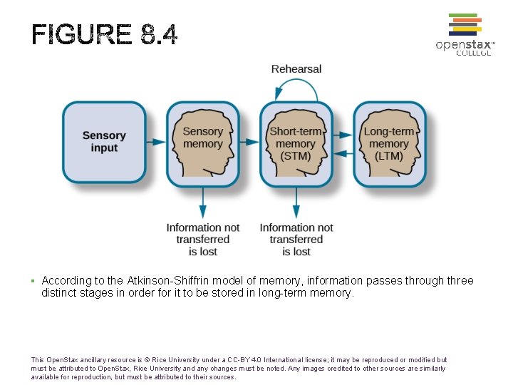 § According to the Atkinson-Shiffrin model of memory, information passes through three distinct stages