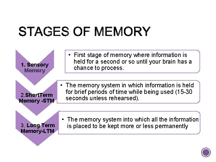 1. Sensory Memory • First stage of memory where information is held for a