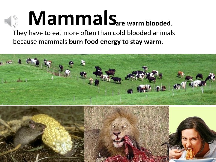 Mammals mammals are warm blooded. They have to eat more often than cold blooded