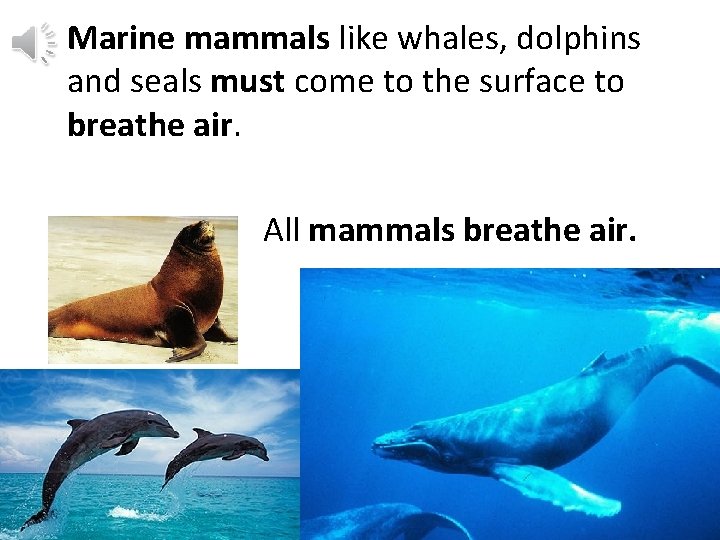 Marine mammals like whales, dolphins and seals must come to the surface to breathe