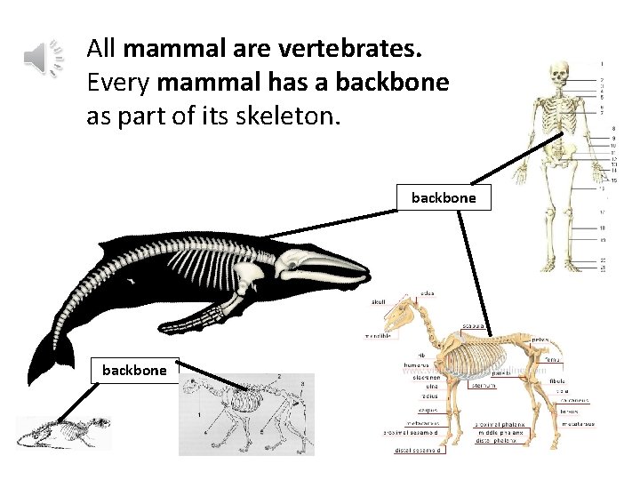 All mammal are vertebrates. Every mammal has a backbone as part of its skeleton.