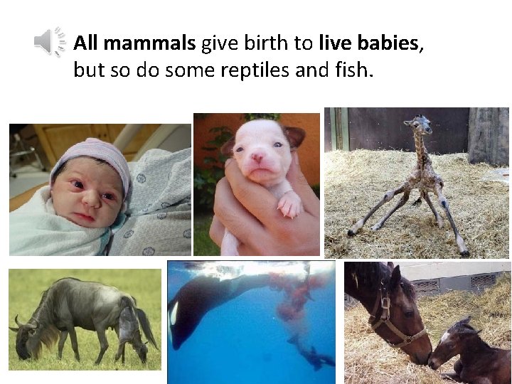 All mammals give birth to live babies, but so do some reptiles and fish.