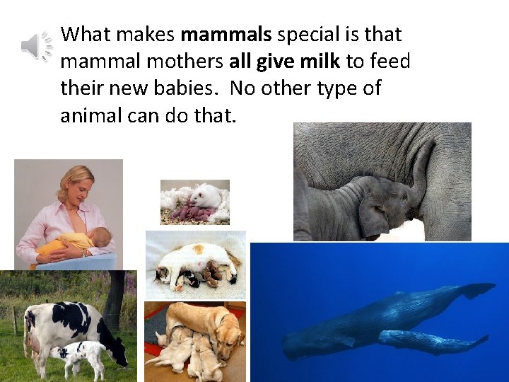 What makes mammals special is that mammal mothers all give milk to feed their