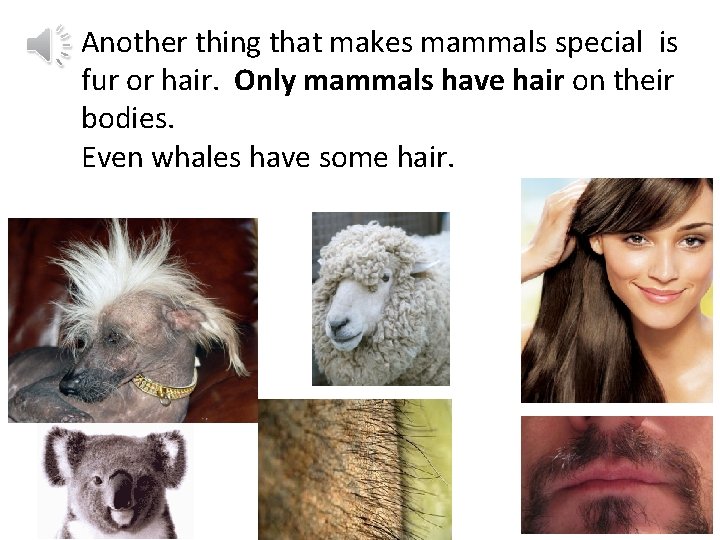 Another thing that makes mammals special is fur or hair. Only mammals have hair