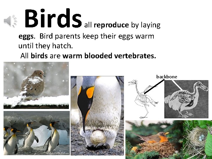 Birds all reproduce by laying eggs. Bird parents keep their eggs warm until they