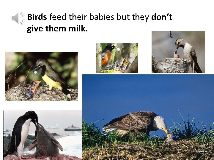 Birds feed their babies but they don’t give them milk. 