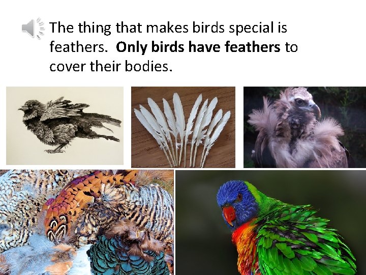 The thing that makes birds special is feathers. Only birds have feathers to cover