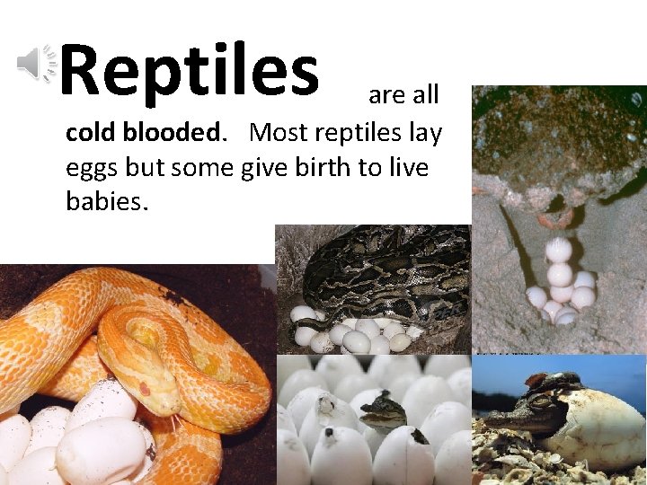 Reptiles are all cold blooded. Most reptiles lay eggs but some give birth to