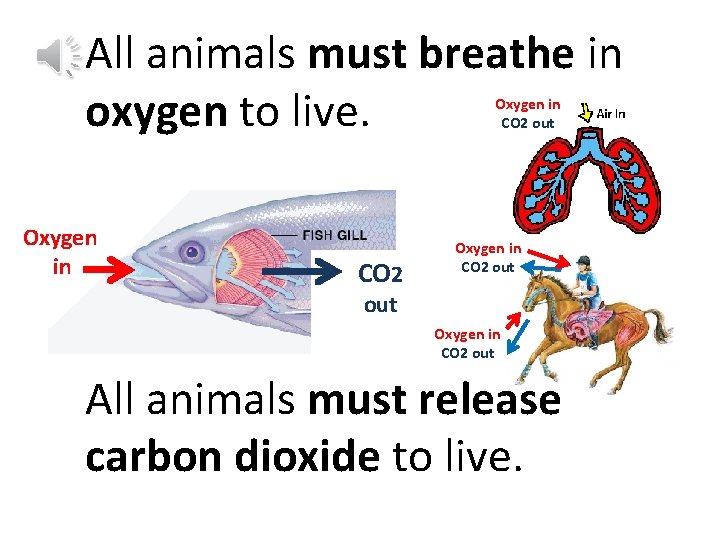 All animals must breathe in oxygen to live. Oxygen in CO 2 out Oxygen