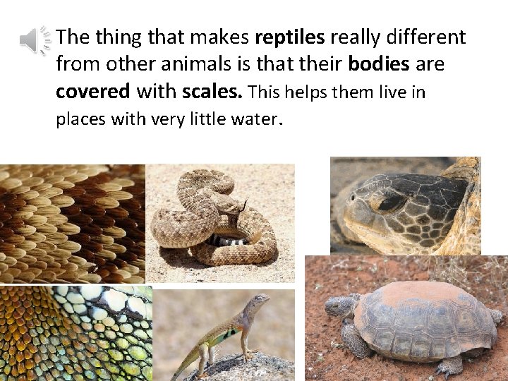 The thing that makes reptiles really different from other animals is that their bodies