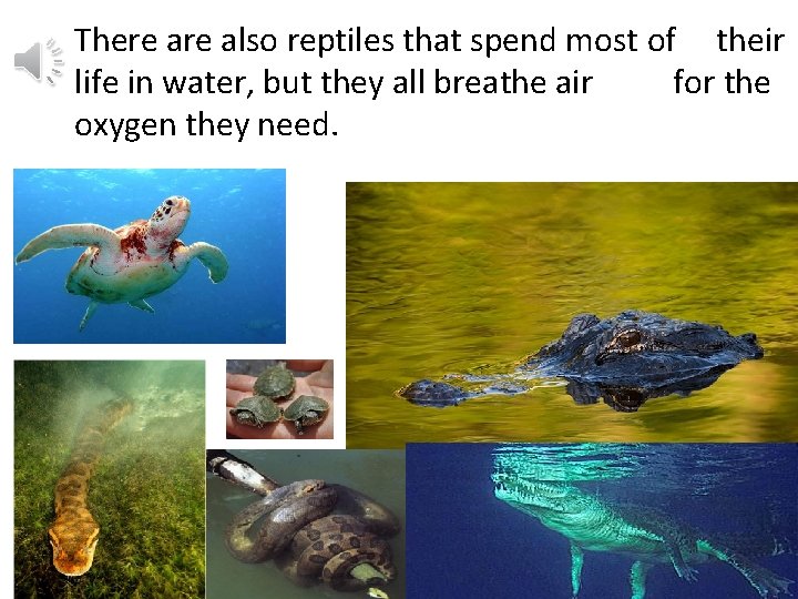 There also reptiles that spend most of their life in water, but they all