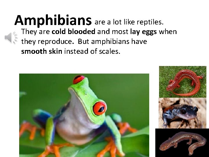 Amphibians are a lot like reptiles. Amphibians They are cold blooded and most lay