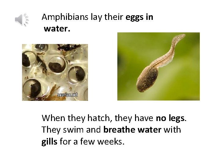 Amphibians lay their eggs in water. When they hatch, they have no legs. They